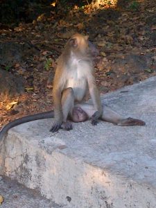 goa monyet kupang