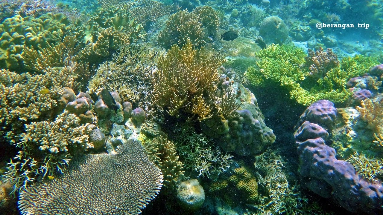 underwater pulau bidadari