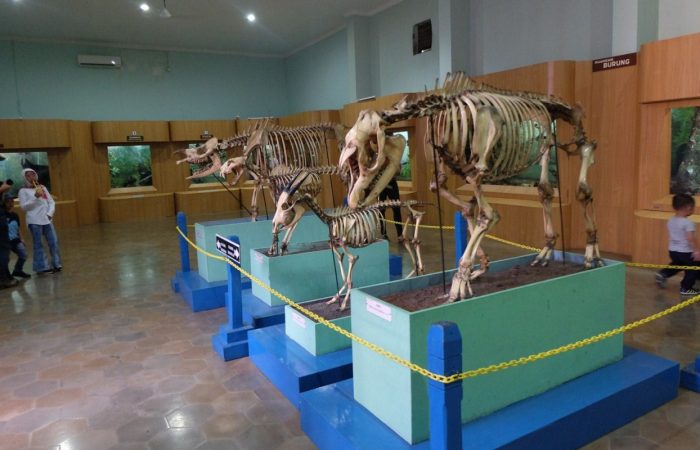 11museum zoologi bogor