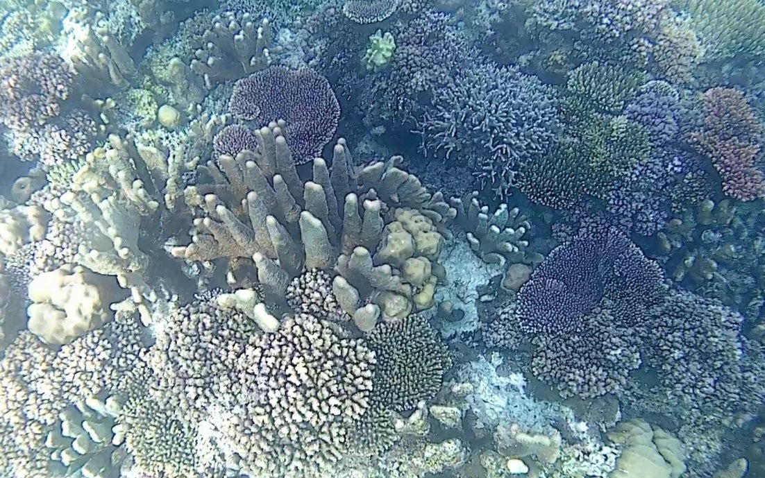 underwater pantai karina pulau togean