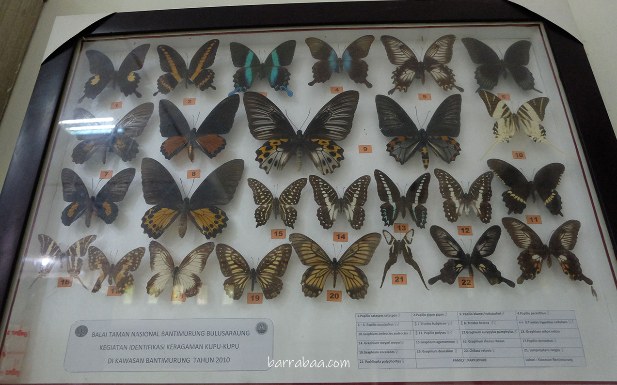ruang display kupu-kupu